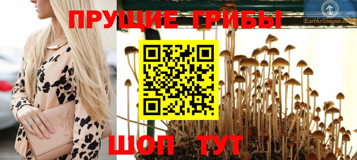 Псилоцибиновые грибы Cubensis Карталы